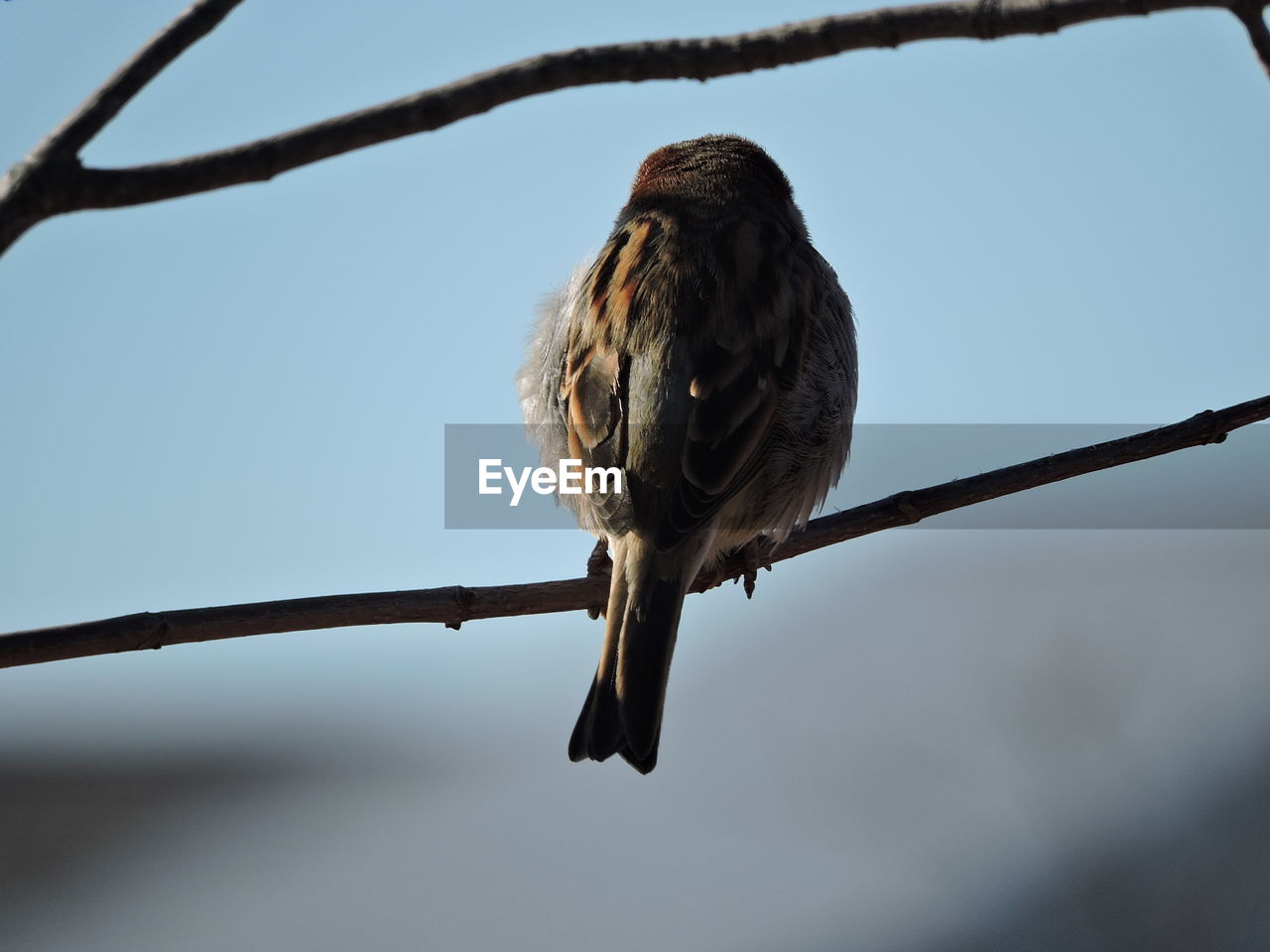 BIRD PERCHING ON BRANCH AGAINST SKY