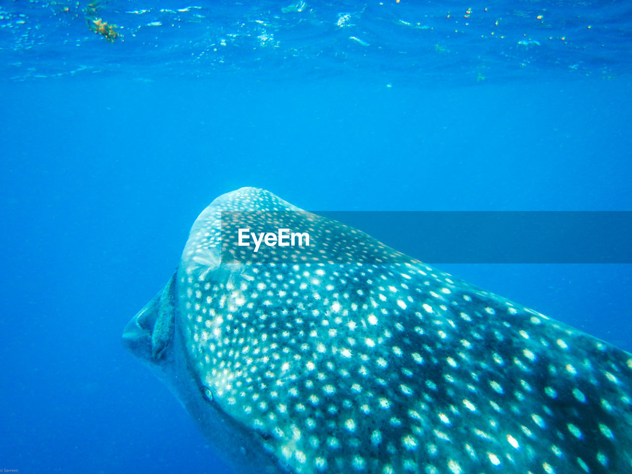 Close-up of whale shark swimming in sea