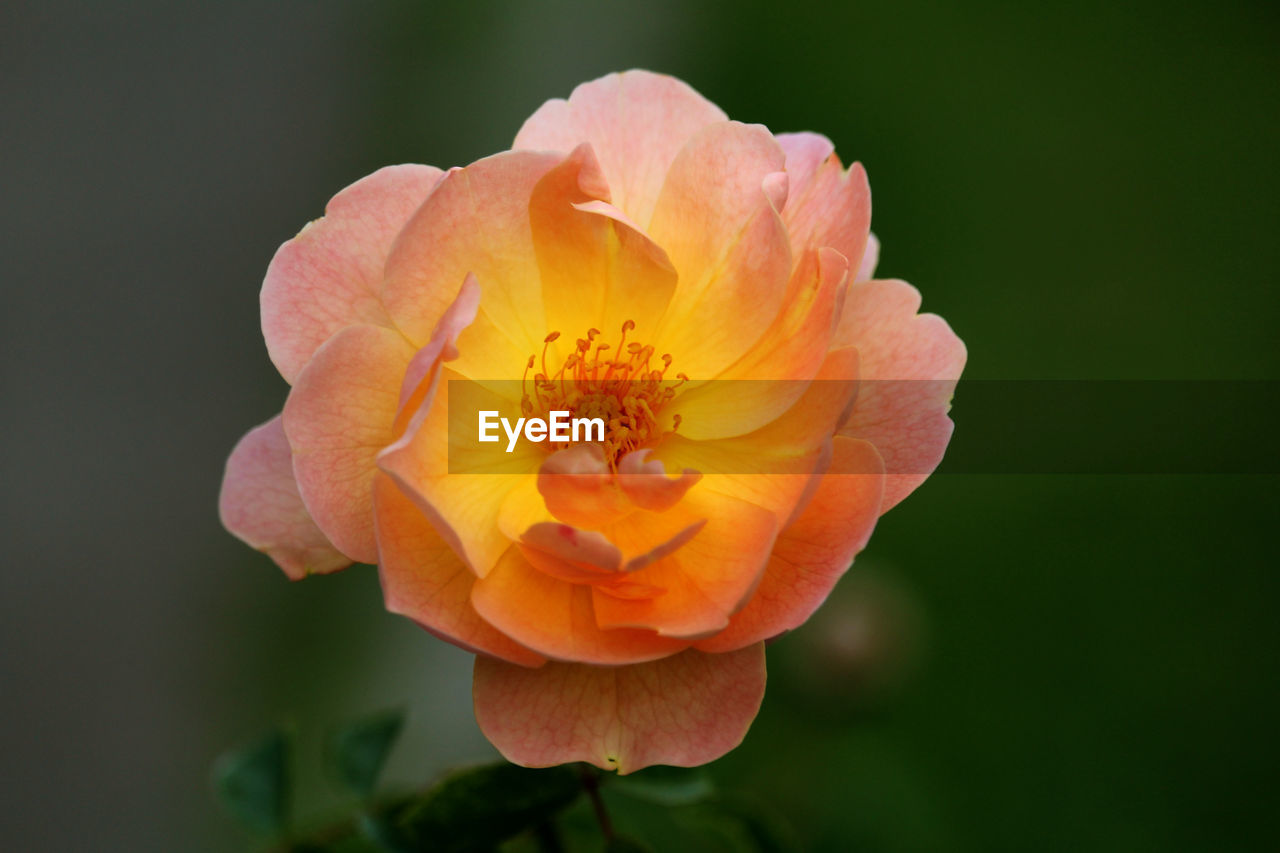 Close-up of yellow and orange rose