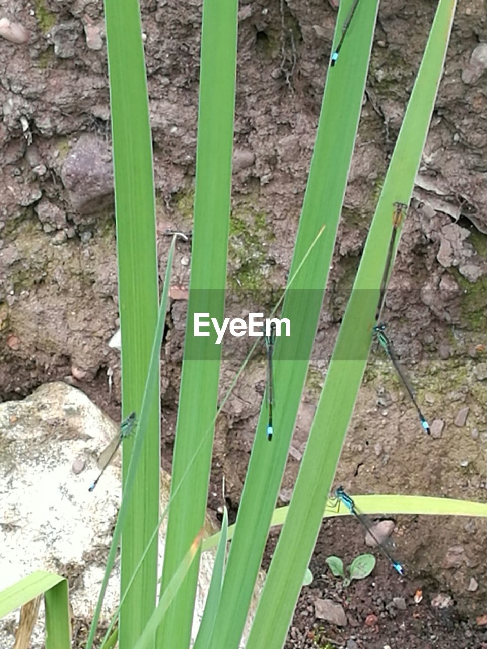 PLANTS GROWING IN GARDEN