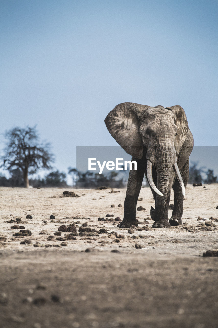 Elephant in the wild in kenya