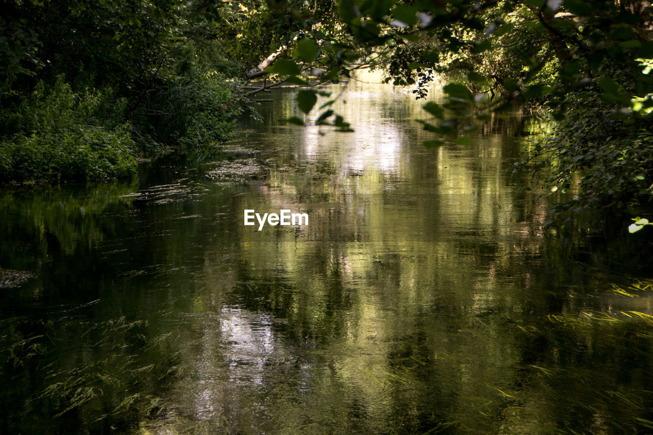 Reflection of trees in water