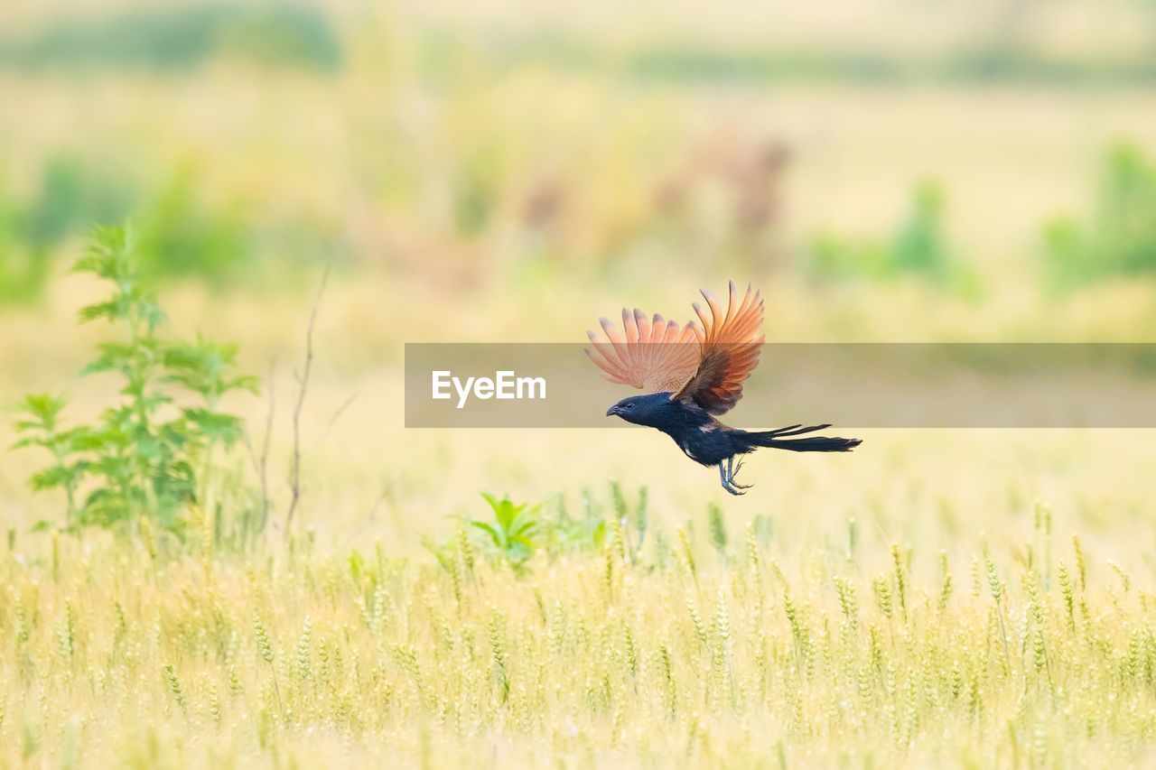 BIRD FLYING OVER FIELD