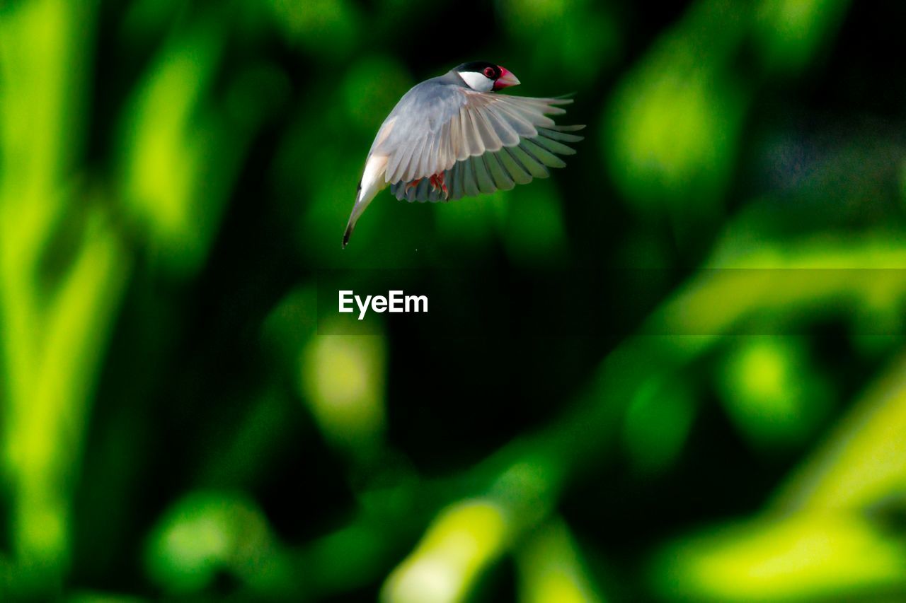 CLOSE-UP OF HAWK FLYING