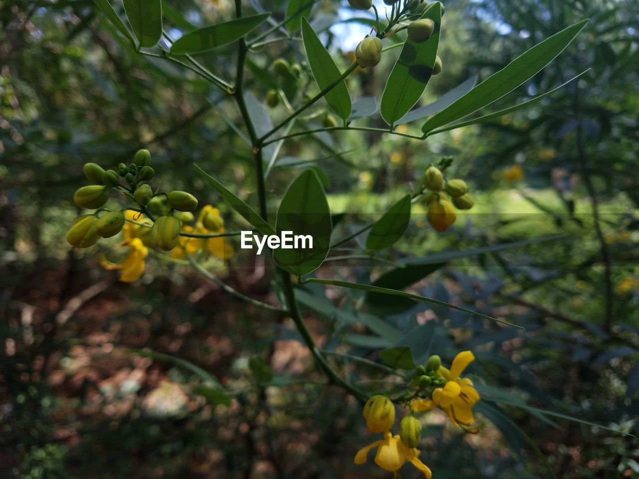 CLOSE-UP OF YELLOW FLOWERS BLOOMING