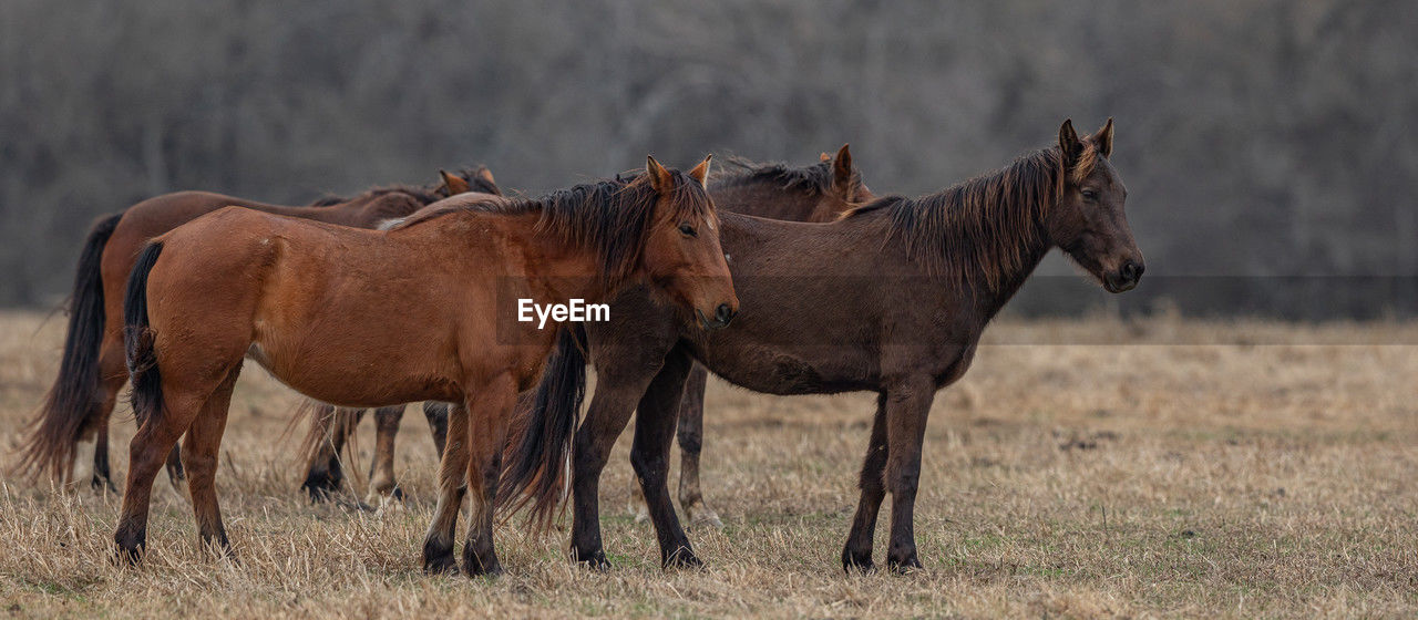 horse, animal themes, animal, mammal, animal wildlife, mustang horse, mare, group of animals, domestic animals, herd, mane, livestock, wildlife, stallion, two animals, prairie, no people, pack animal, nature, grass, foal, brown, outdoors, pasture, standing, day, plant, pet, landscape, herbivorous, side view, grazing, steppe