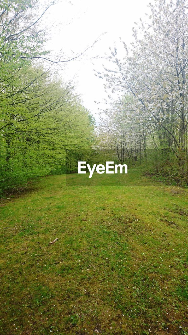 SCENIC VIEW OF FIELD IN FOREST