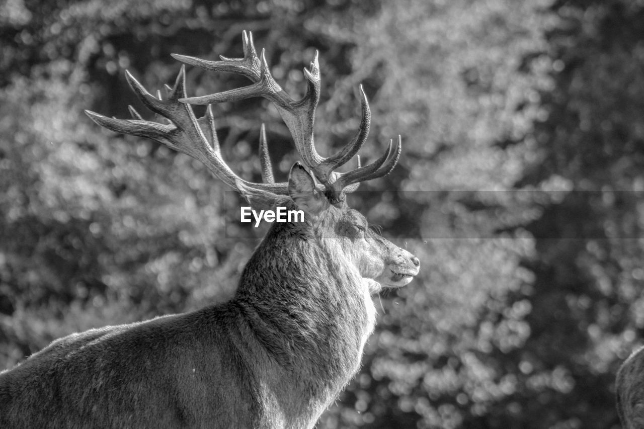 Close-up of deer standing on field