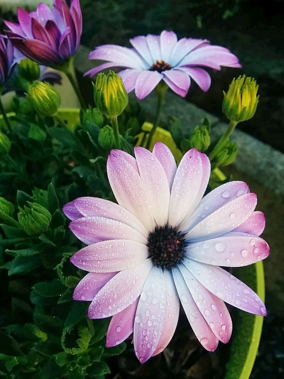 CLOSE-UP OF PURPLE FLOWERS BLOOMING OUTDOORS