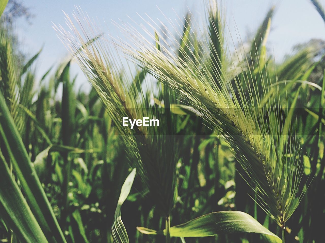 CLOSE-UP OF WHEAT GROWING ON FARM