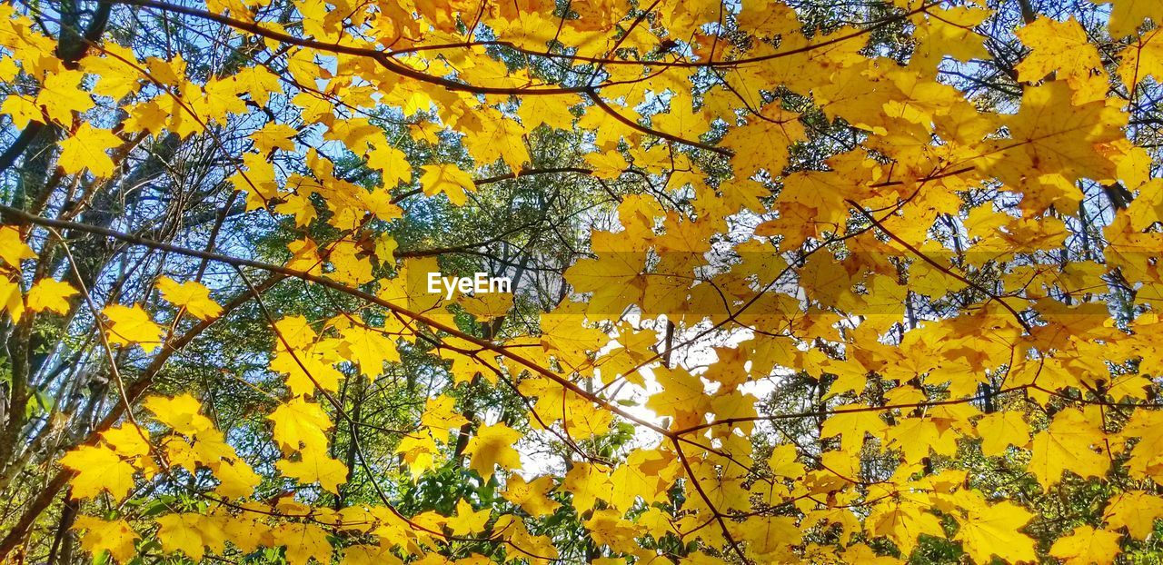 LOW ANGLE VIEW OF YELLOW FLOWERING PLANT AGAINST CLEAR SKY