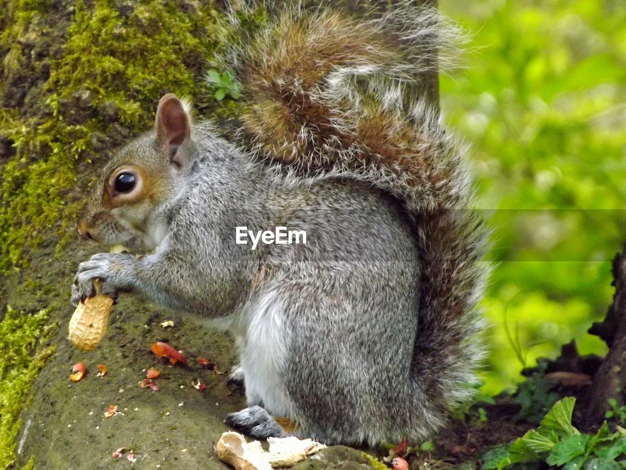 Side view of a squirrel