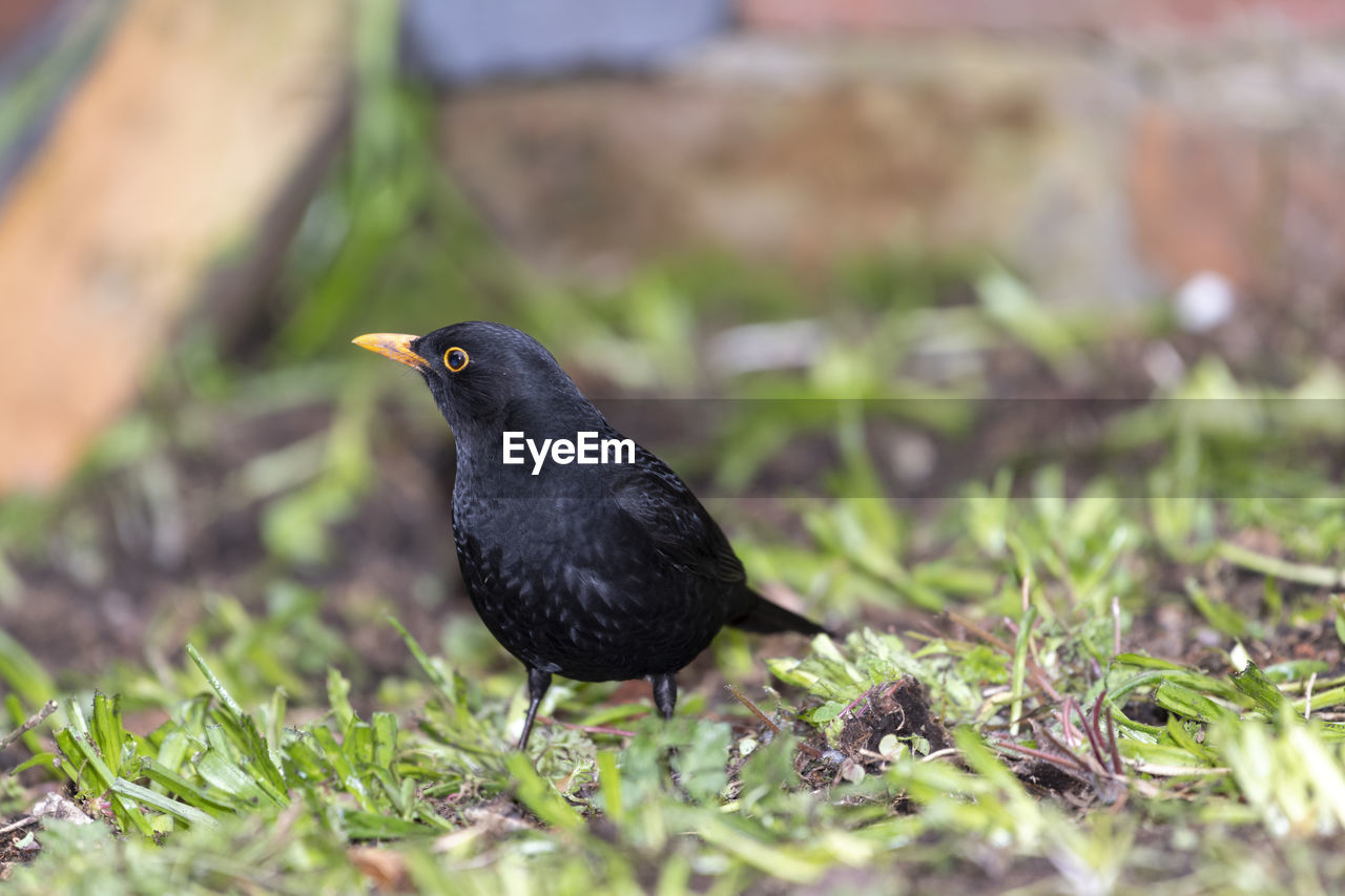 BIRD PERCHING ON A FIELD