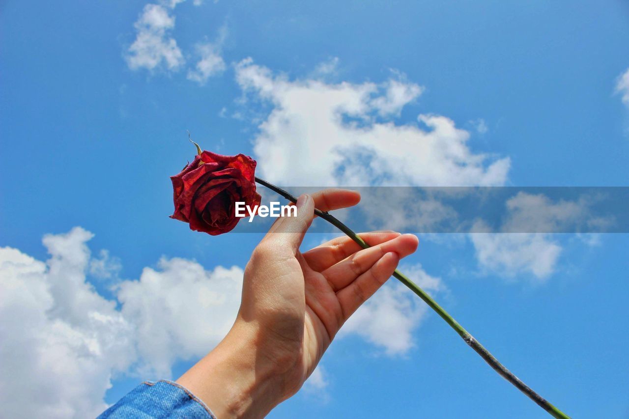 Low angle view of hand holding red rose against sky