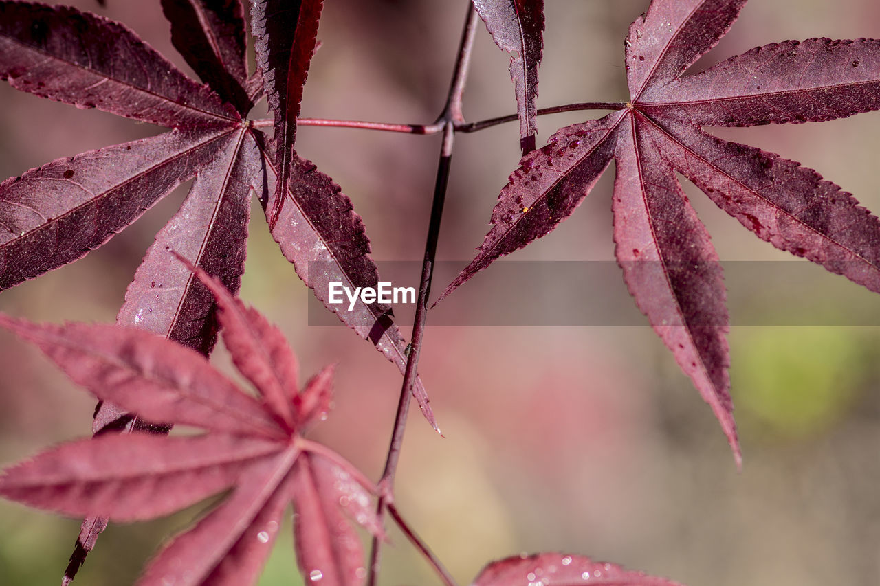 Close-up of red leaves