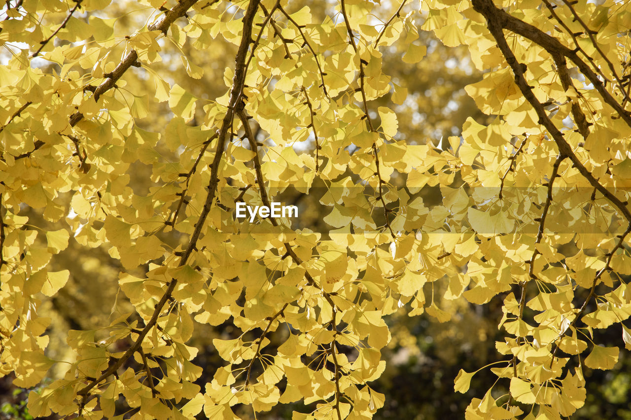Close-up of yellow leaves in ginkgo tree
