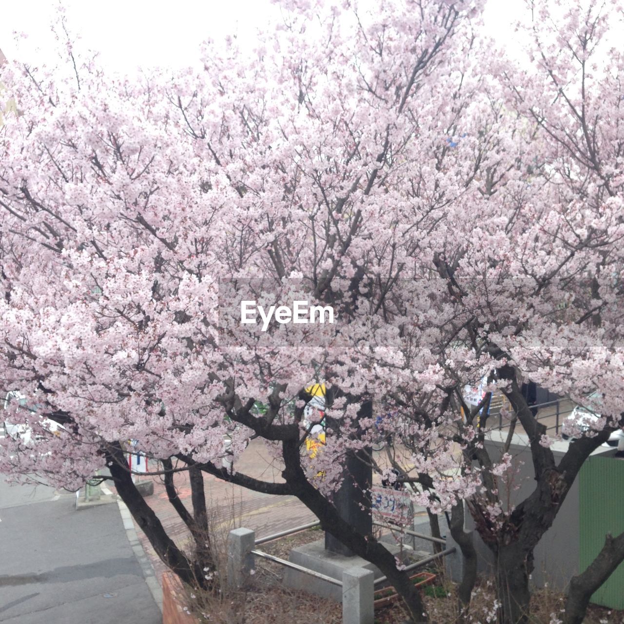 CLOSE-UP OF FRESH PINK CHERRY BLOSSOMS BLOOMING IN TREE