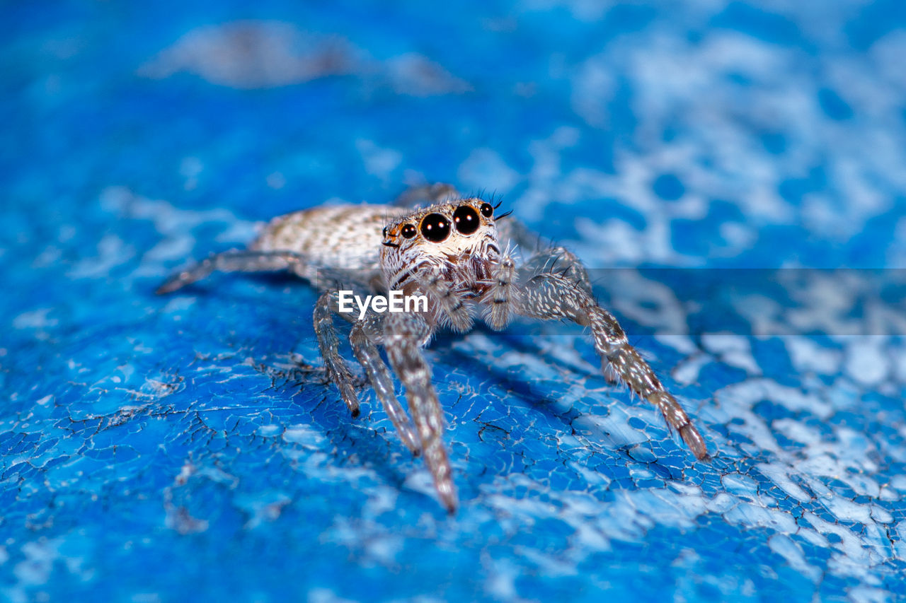 CLOSE-UP OF SPIDER ON A BLUE