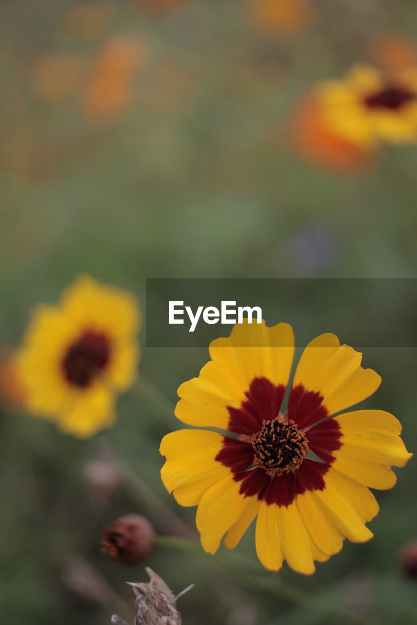 Close-up of yellow flowering plant