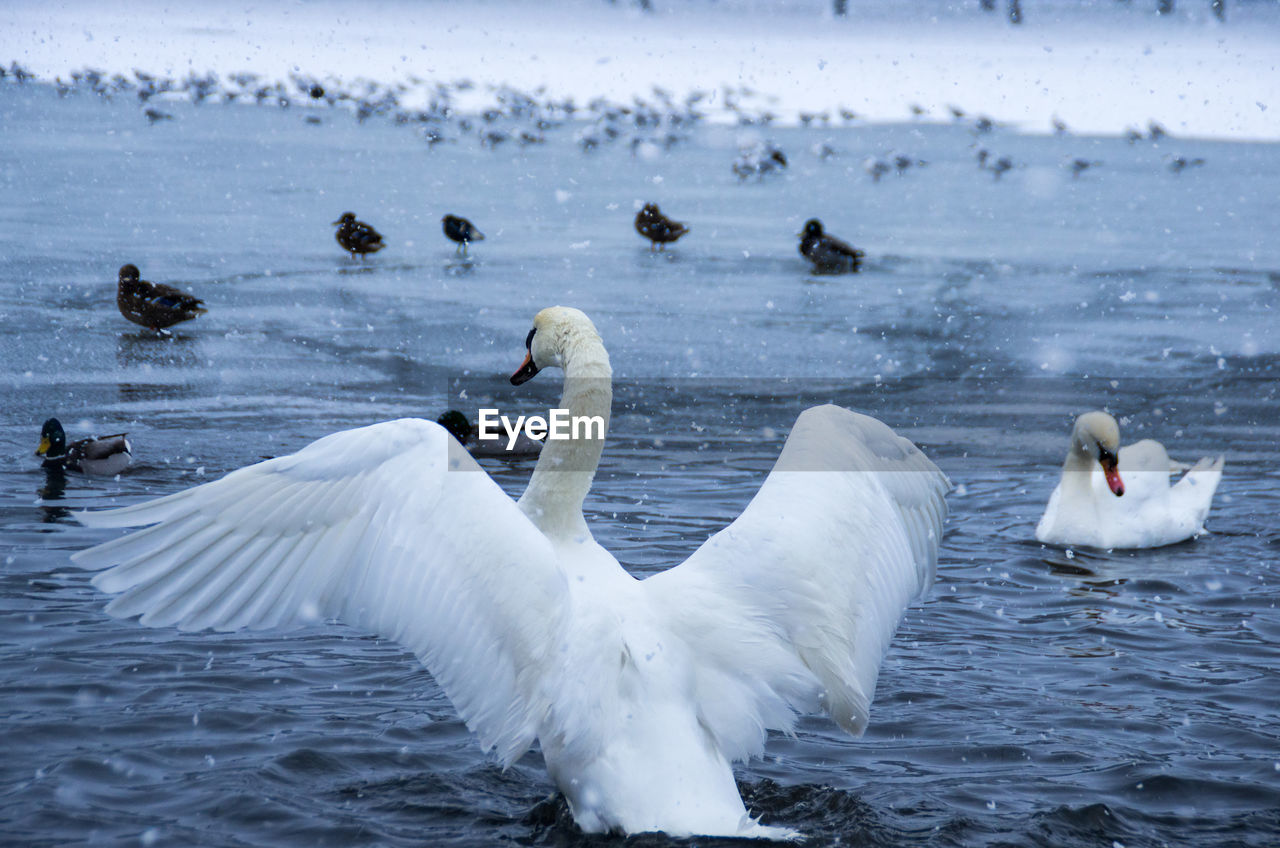 Swans swimming in lake