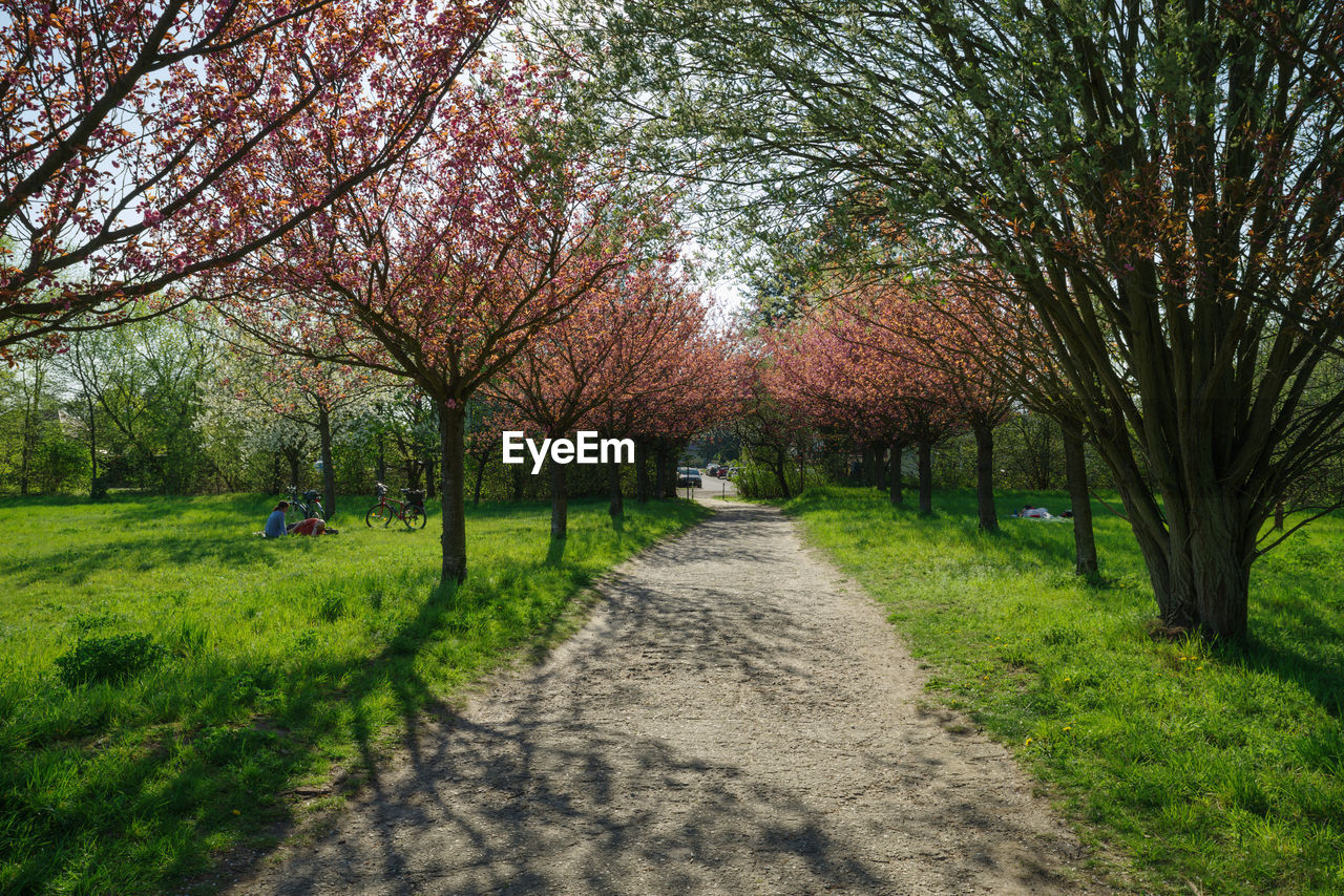 ROAD AMIDST TREES IN PARK