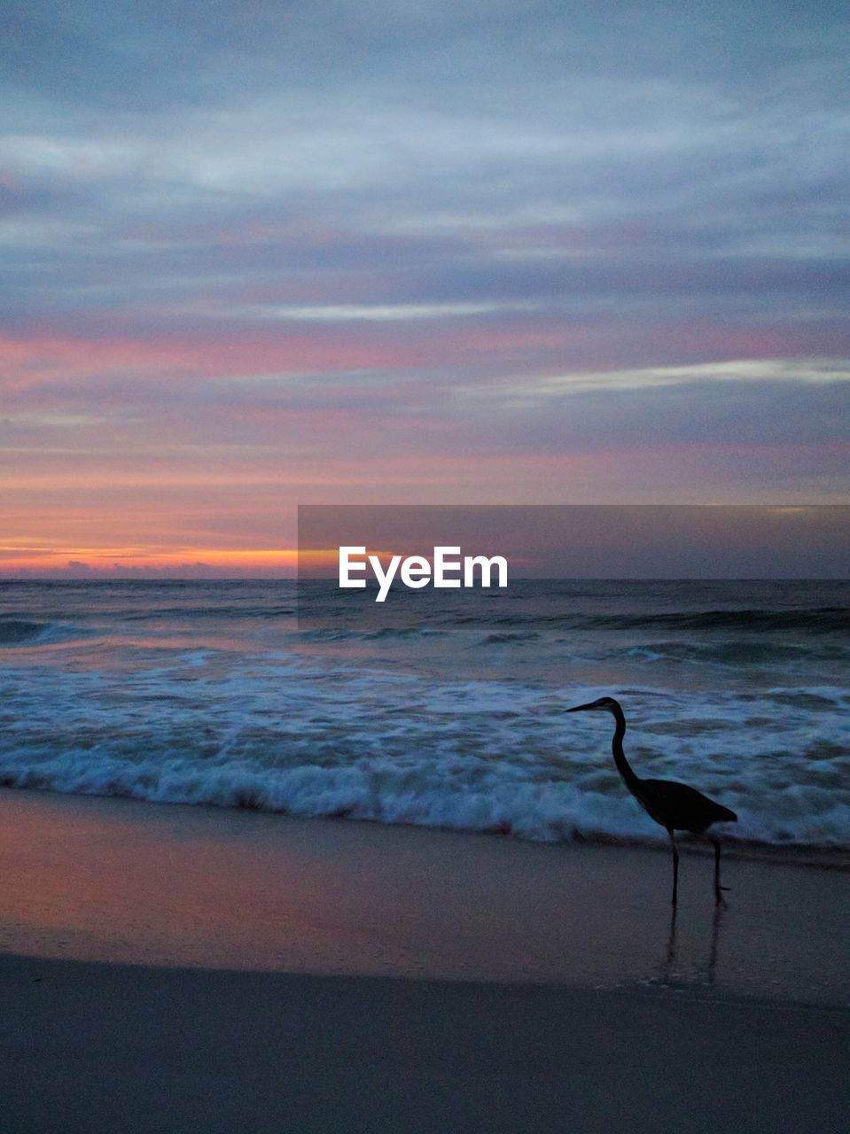 BIRD PERCHING ON BEACH AGAINST SKY AT SUNSET