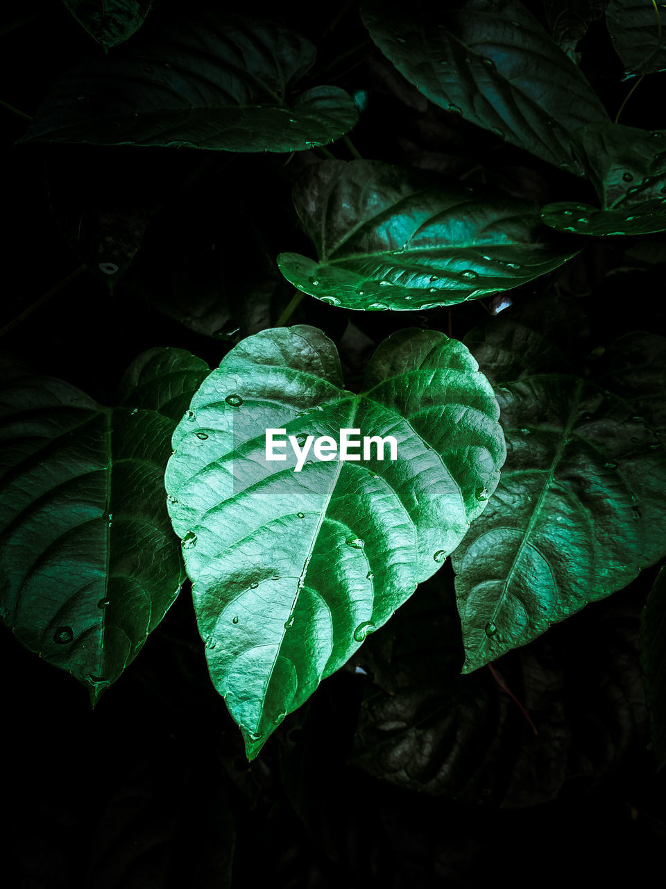 High angle view of green leaves