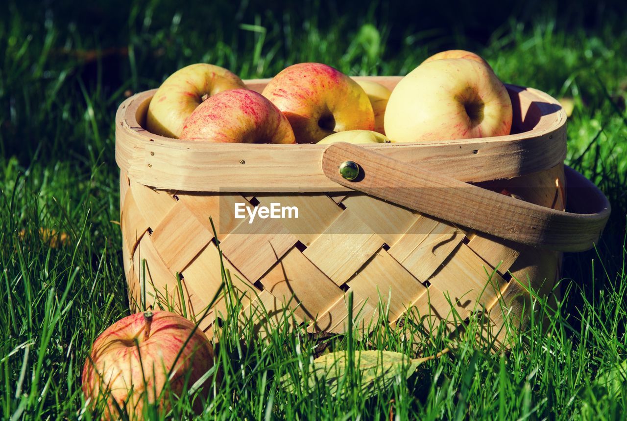 CLOSE-UP VIEW OF FRUITS IN BASKET