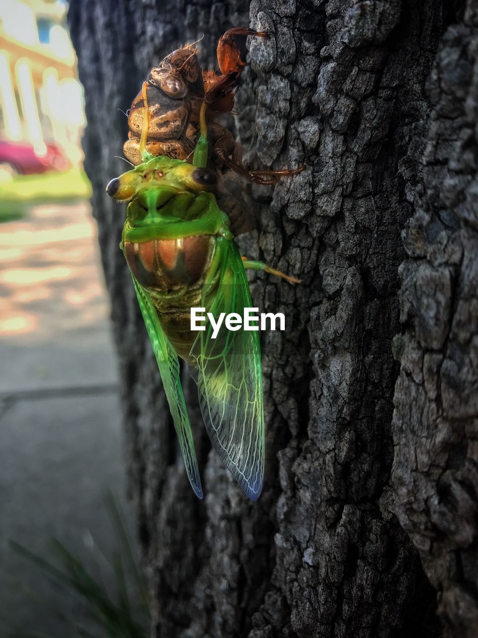 CLOSE-UP OF GREEN TREE TRUNK