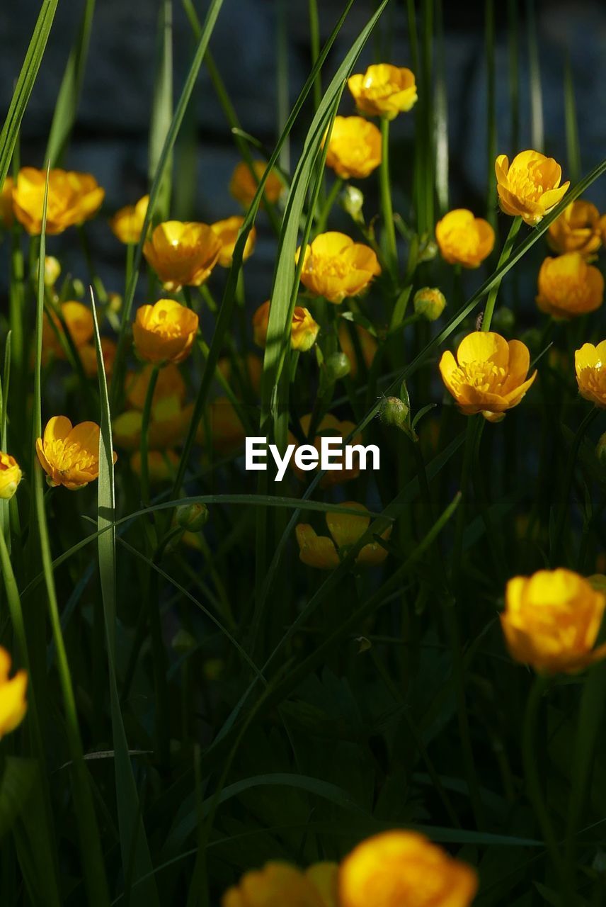 Close-up of yellow buttercups blooming outdoors