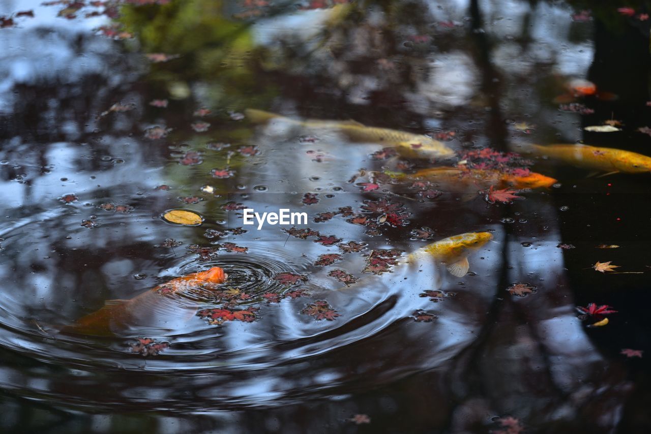 View of fish swimming in lake