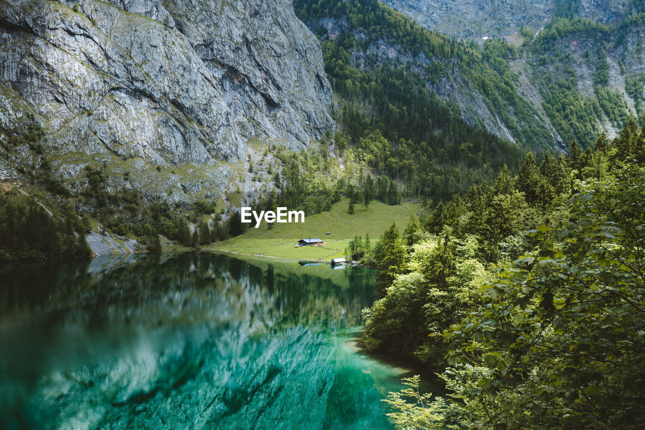 Scenic view of river amidst trees in forest