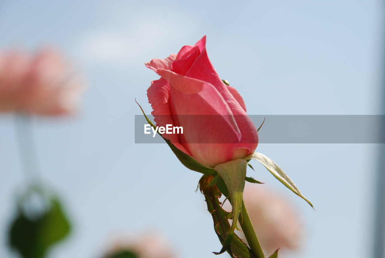 Close-up of pink rose