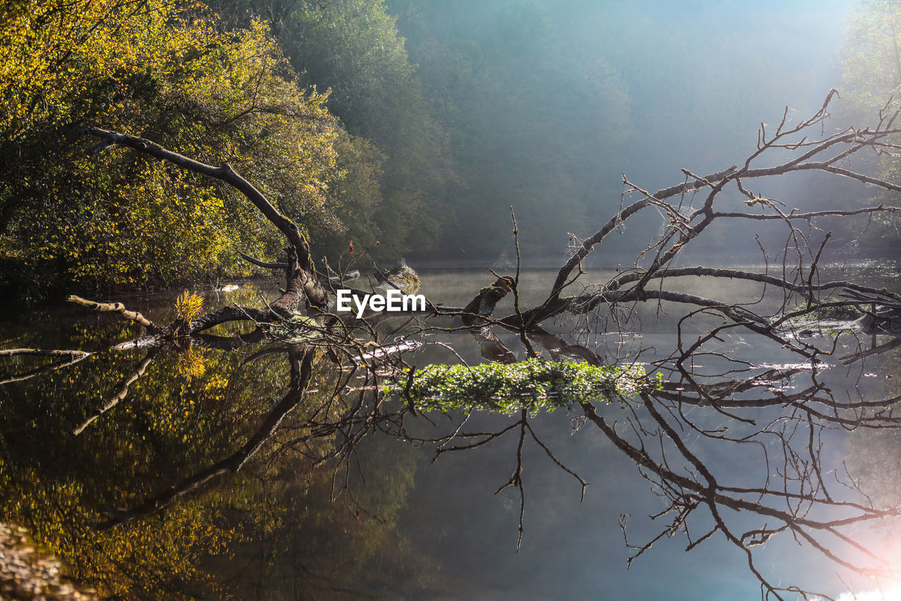 BARE TREE IN LAKE AGAINST SKY