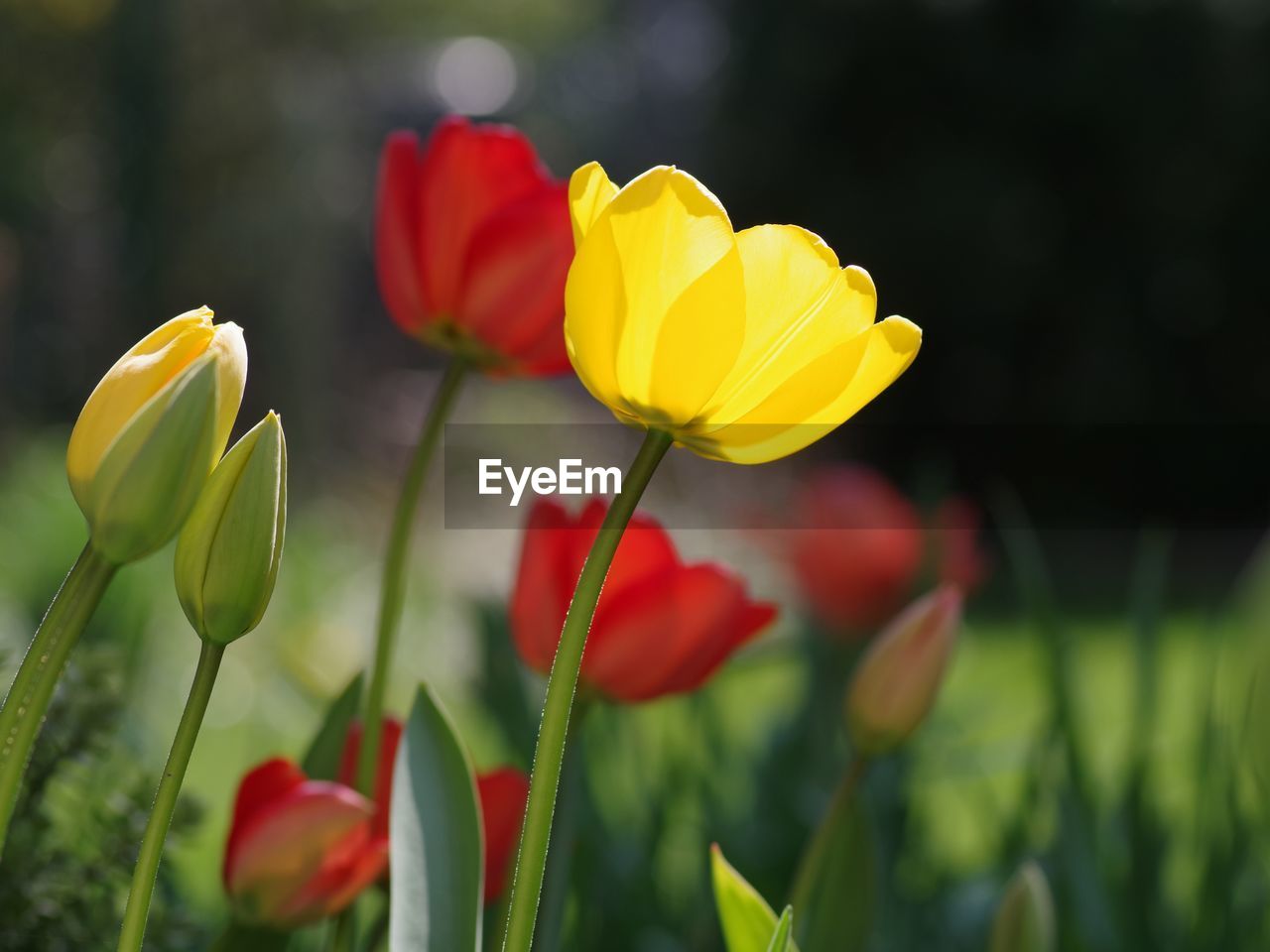 Close-up of yellow tulips on field