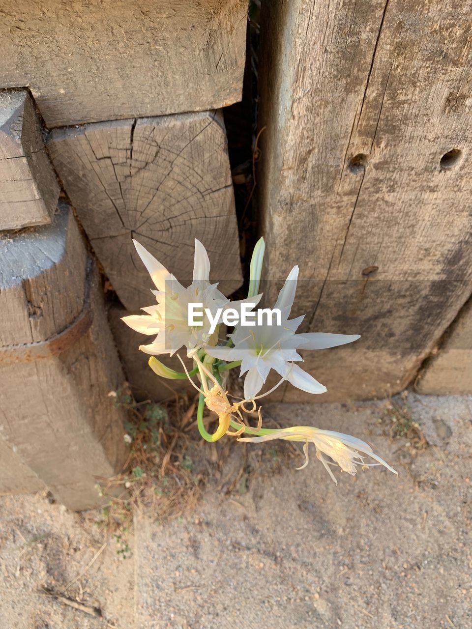 High angle view of flowering plant by wood