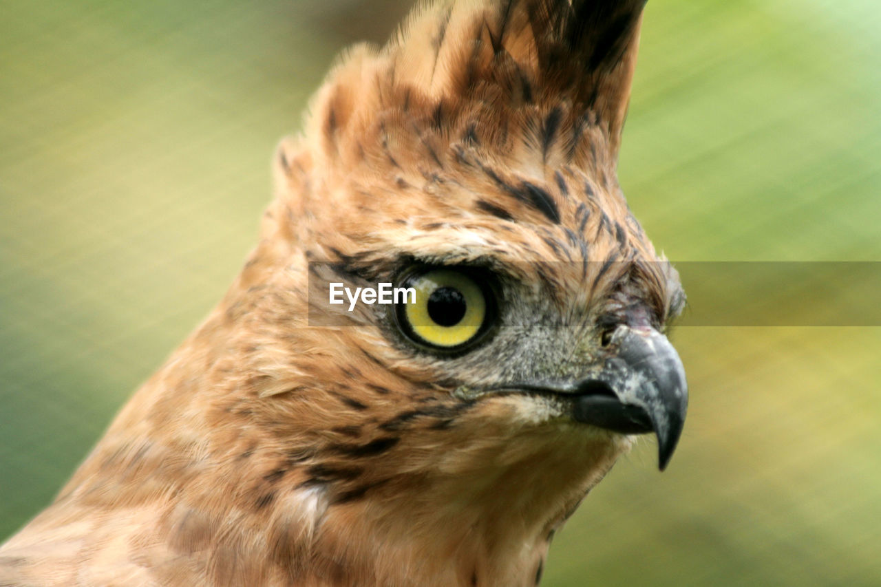 Close-up of a bird looking away