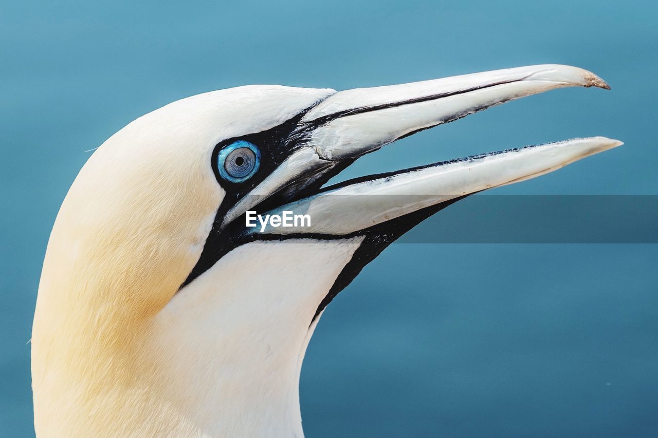 CLOSE-UP OF BIRD