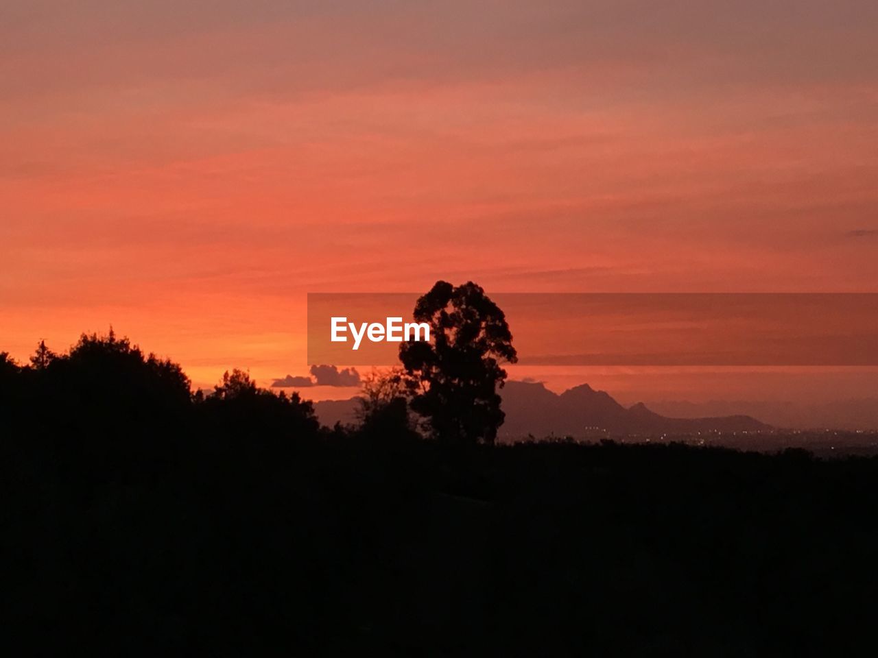 SILHOUETTE TREES AGAINST ORANGE SKY