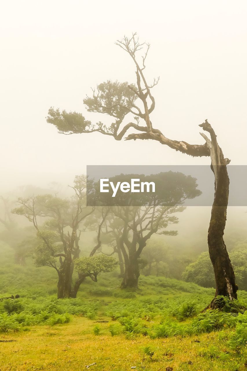 Tree on field against sky