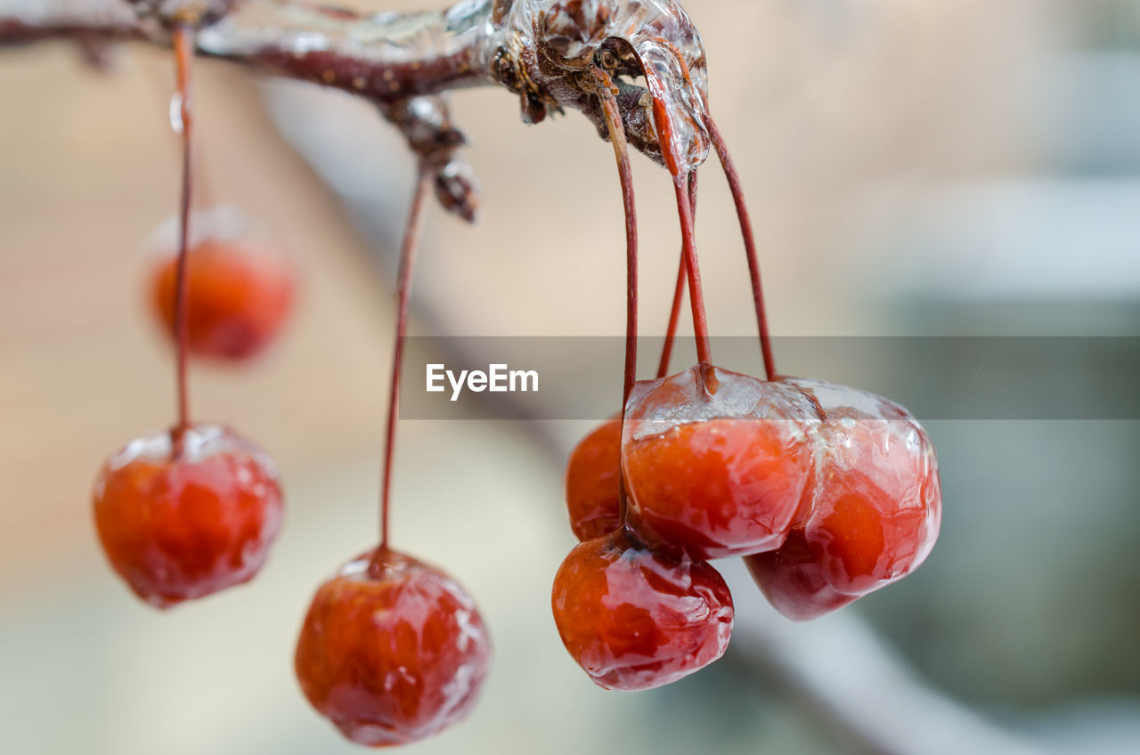 Close-up of wet berries growing on tree