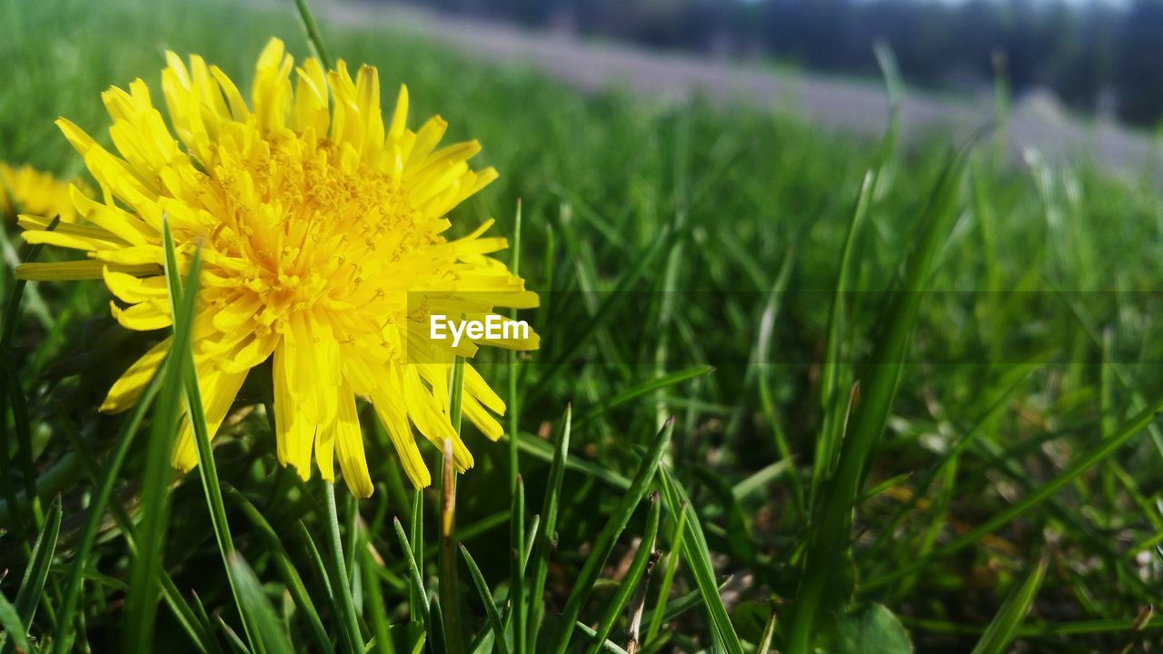 CLOSE-UP OF YELLOW WILDFLOWER IN FIELD