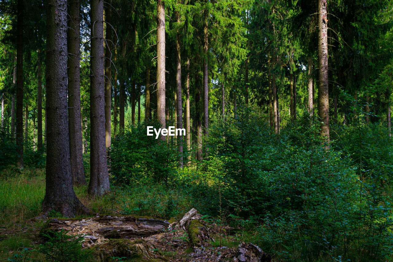 Pine trees in forest