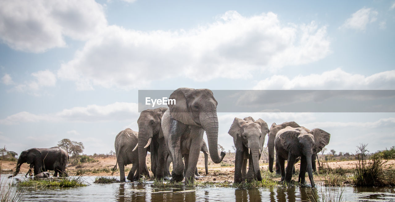 Elephant herd against sky