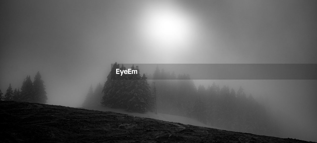 Trees on snow covered land against sky