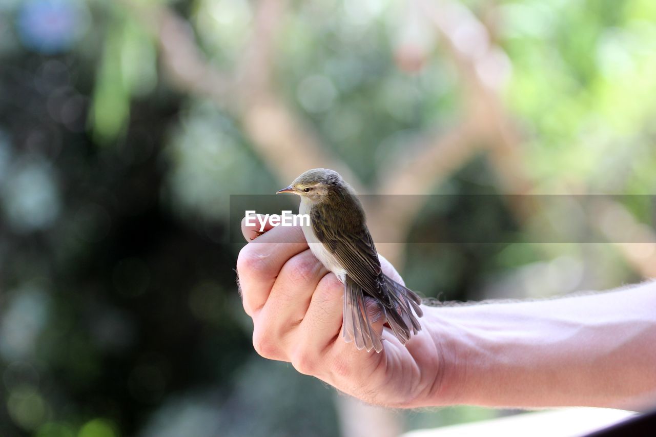 Bird perching on hand