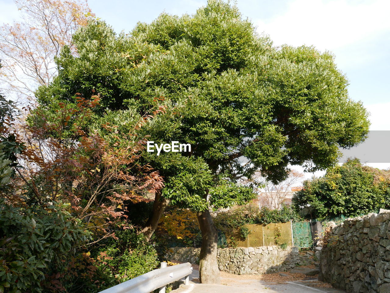 PLANTS AGAINST TREES