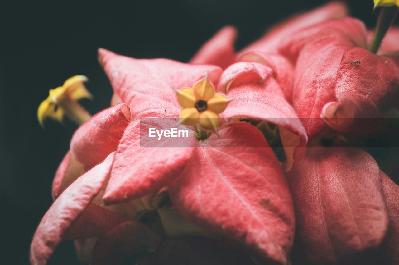 CLOSE-UP OF PINK FLOWERS BLOOMING