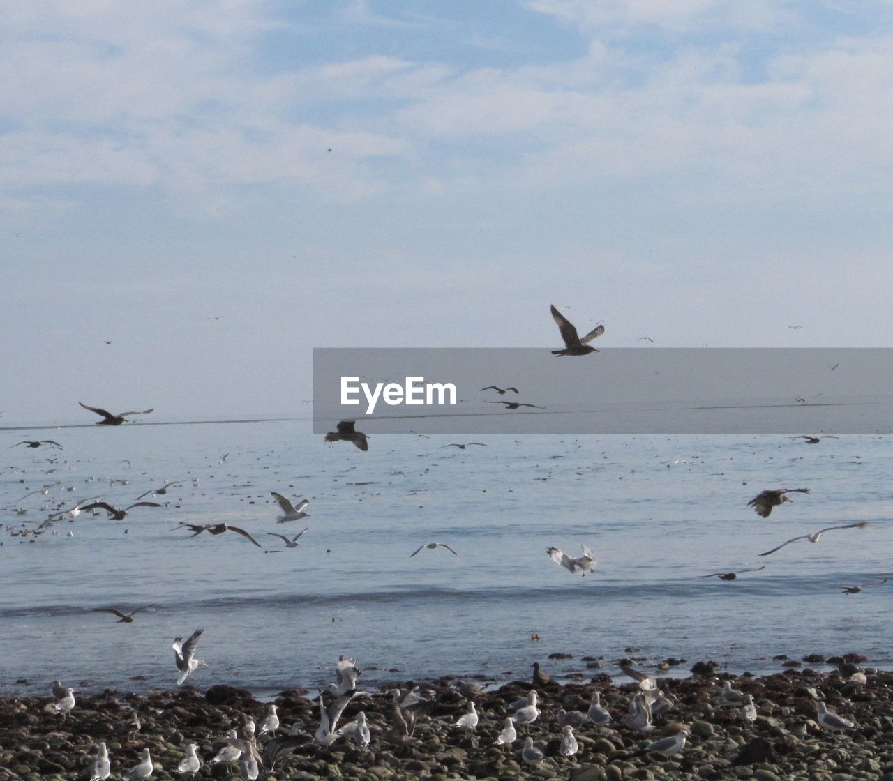 VIEW OF BIRDS IN WATER