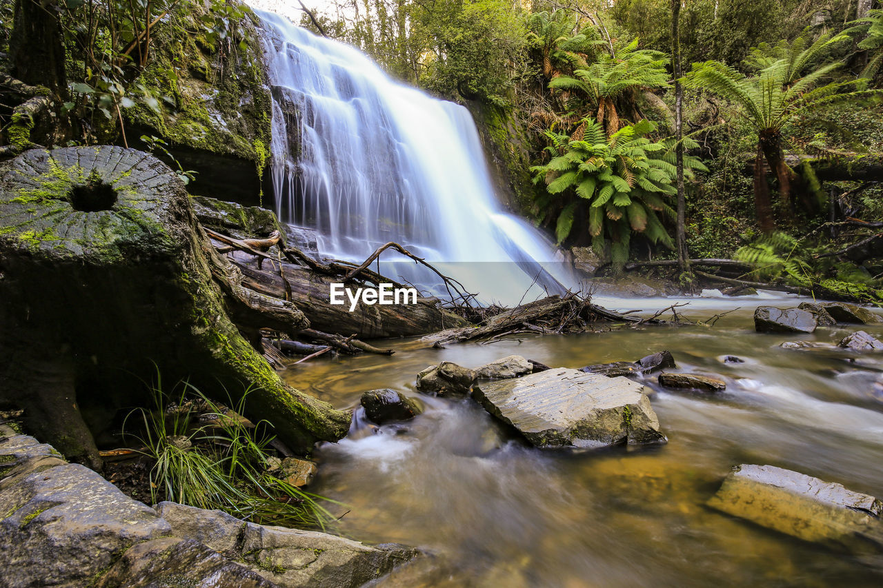 Scenic view of waterfall in forest